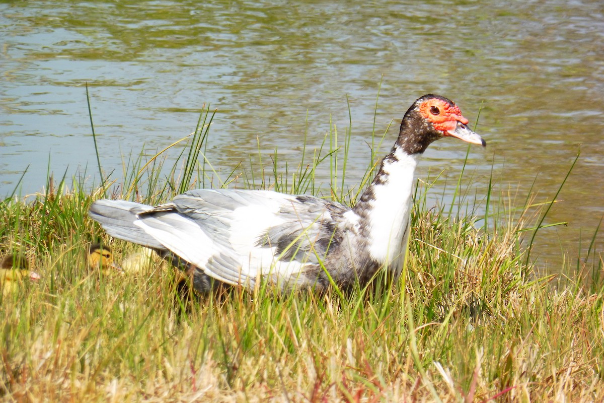 Muscovy Duck (Domestic type) - ML180483491