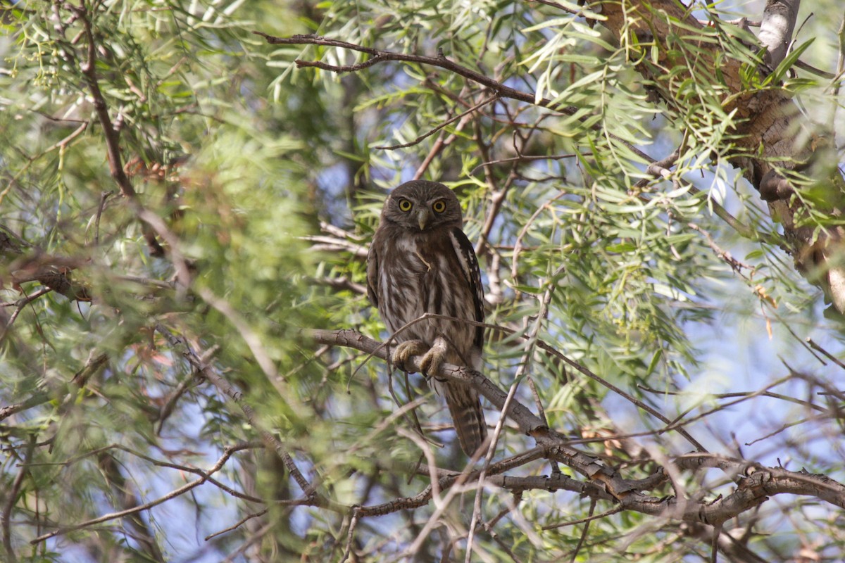Austral Pygmy-Owl - ML180483601