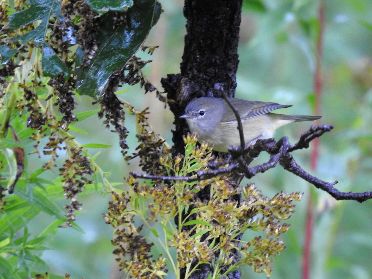 Orange-crowned Warbler - ML180484481