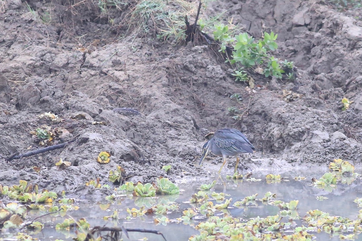 Striated Heron (Old World) - ML180484551