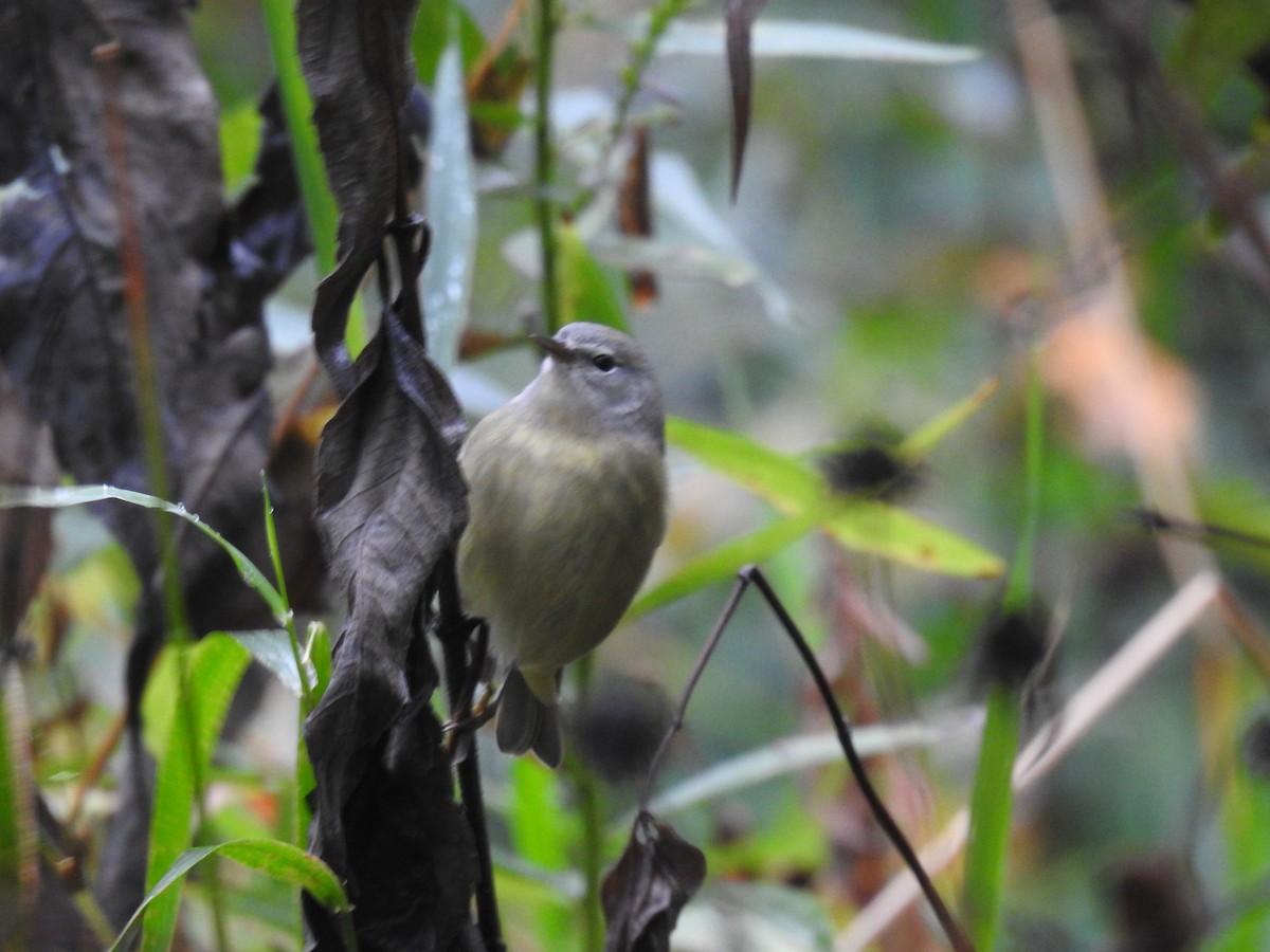 Orange-crowned Warbler - ML180484811