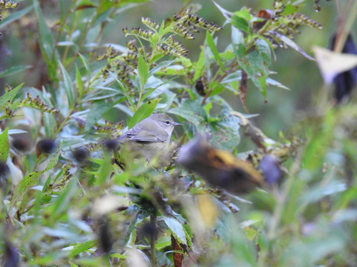 Orange-crowned Warbler - ML180484901