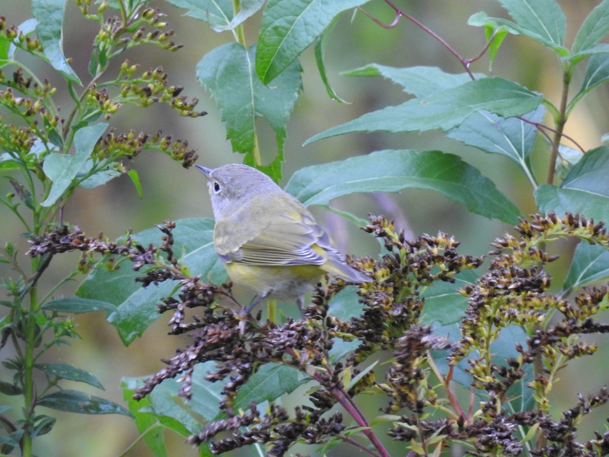 Nashville Warbler - ML180485121