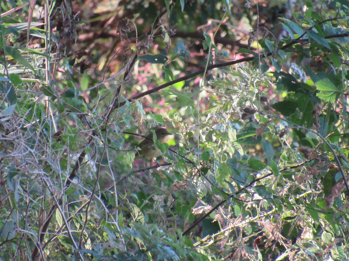 Common Yellowthroat - ML180486281