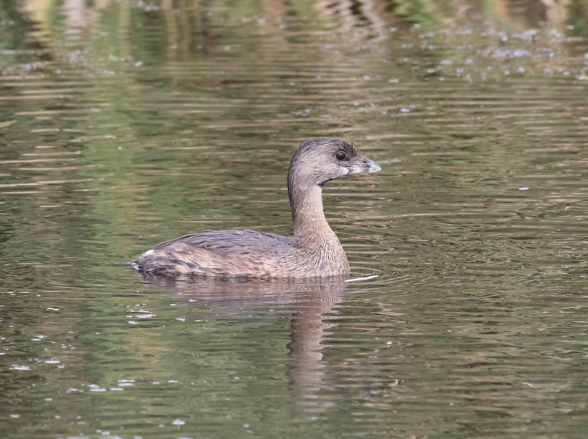 Pied-billed Grebe - Sandy Vorpahl