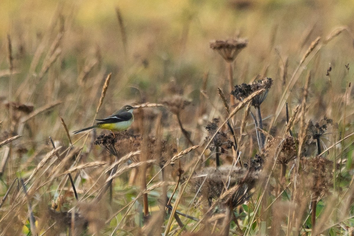 Gray Wagtail - Sulli Gibson