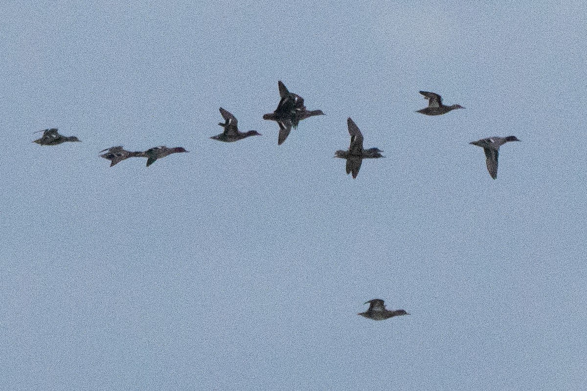 Garganey - ML180489171