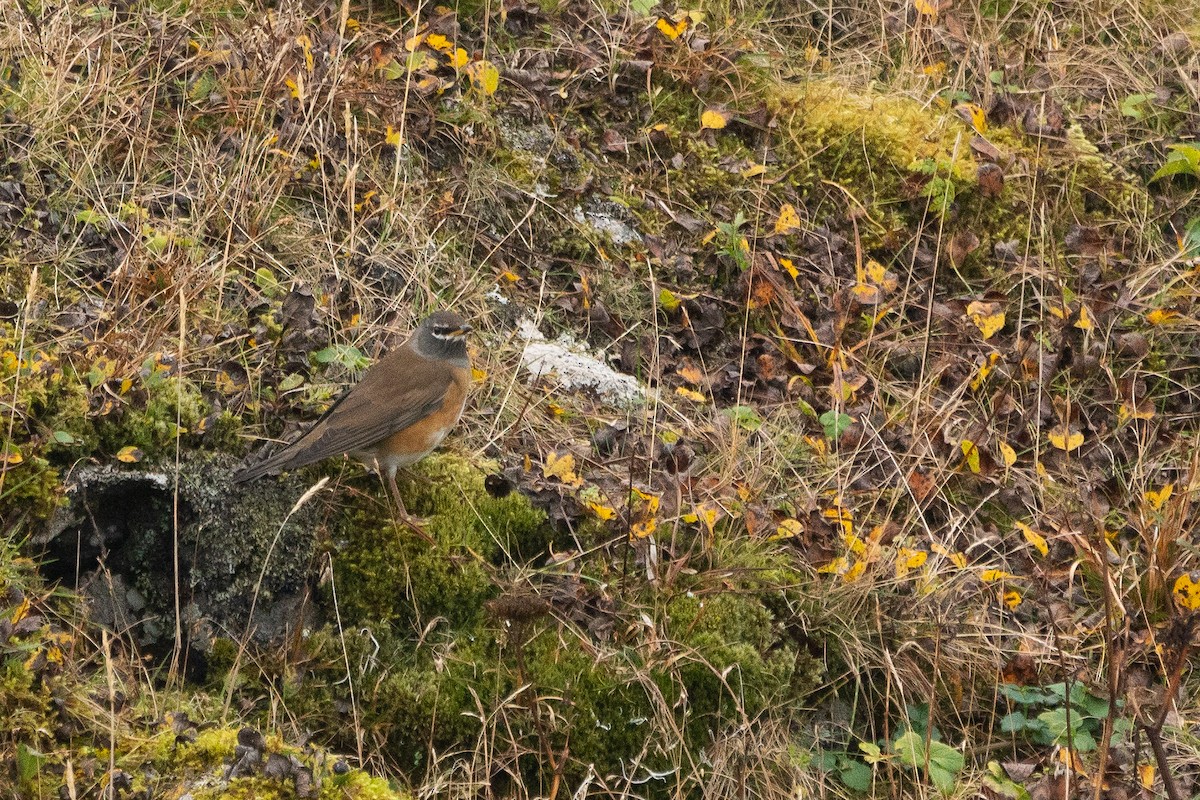 Eyebrowed Thrush - Sulli Gibson