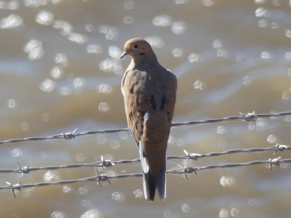 Mourning Dove - Garry Hayes