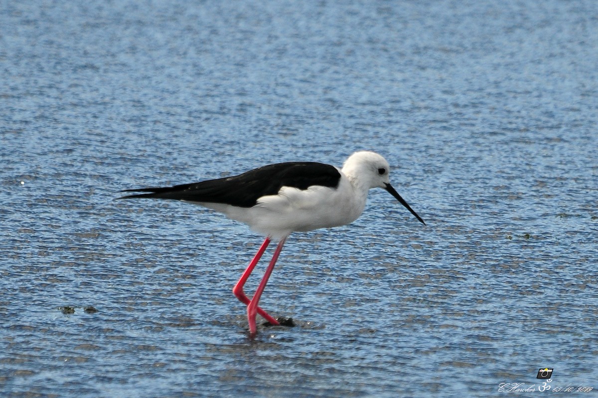 Black-winged Stilt - ML180491211