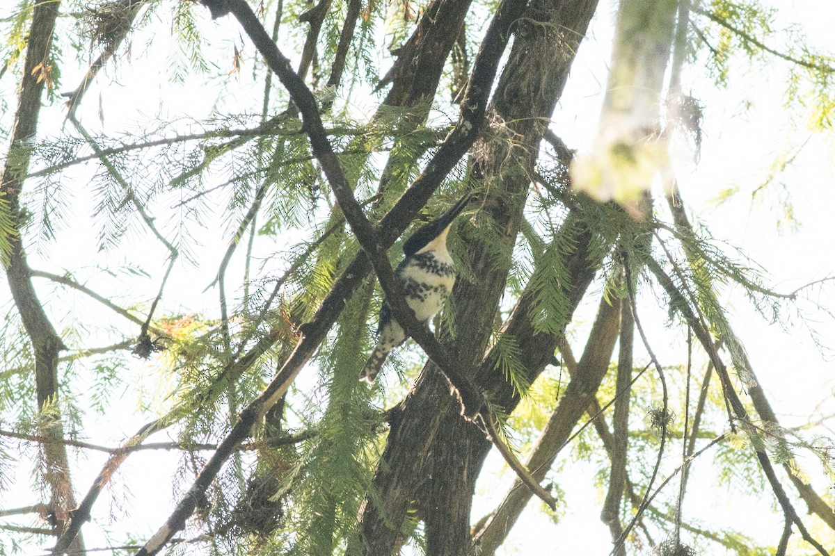 Green Kingfisher - ML180491721