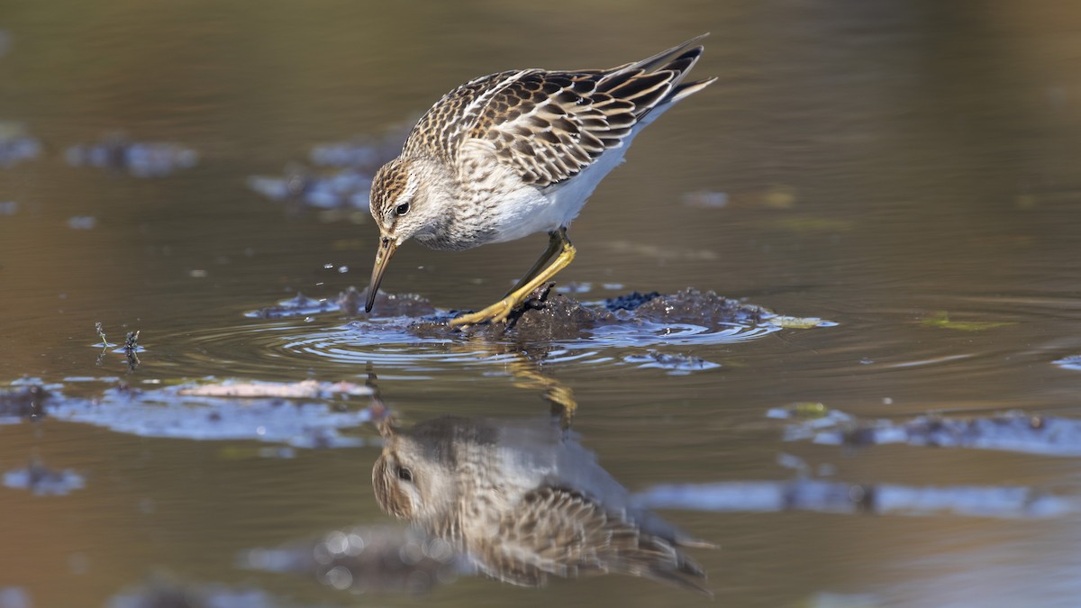 Pectoral Sandpiper - R Miller