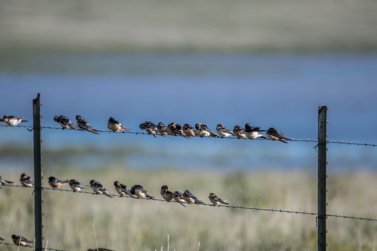 Barn Swallow - ML180493591