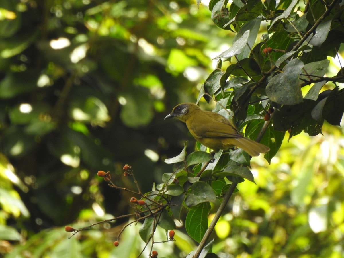 Stripe-cheeked Greenbul (Stripe-faced) - Monte Neate-Clegg