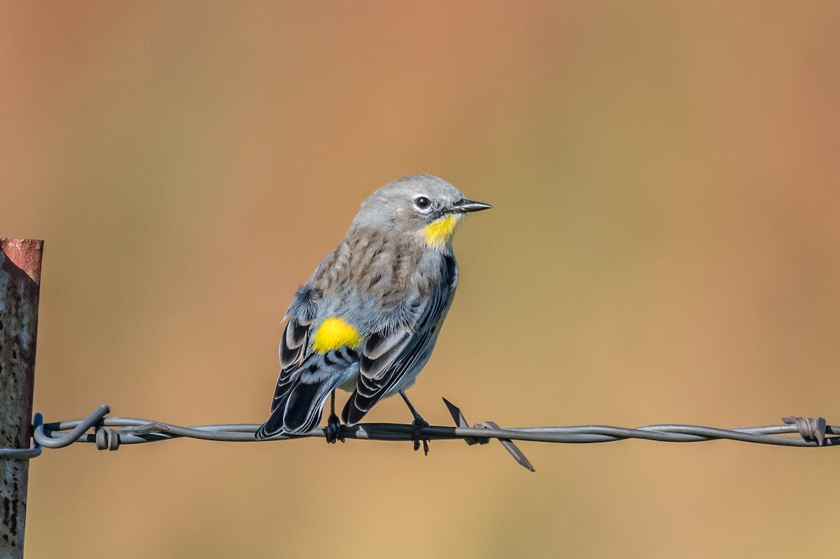 Yellow-rumped Warbler - ML180493961