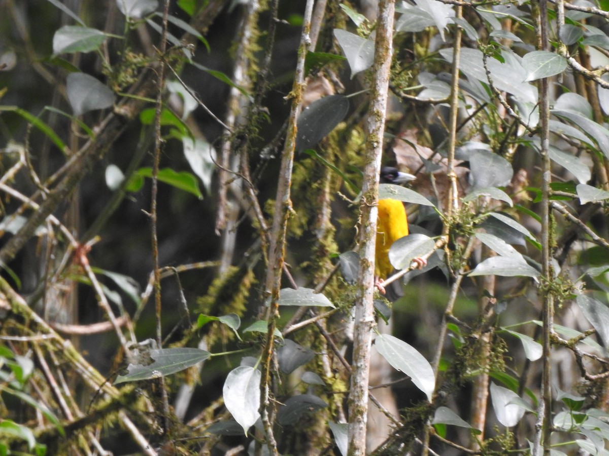 Forest Weaver - Monte Neate-Clegg