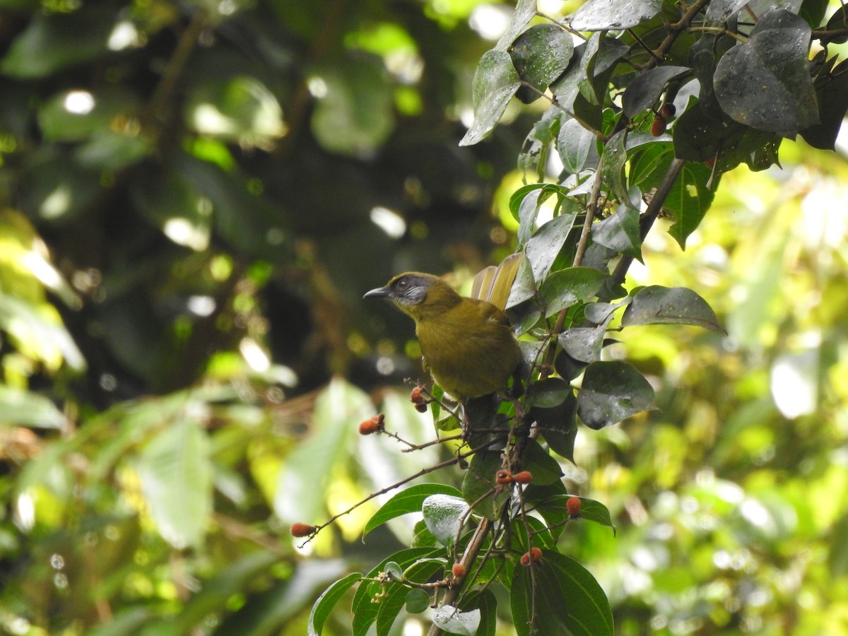 Stripe-cheeked Greenbul (Stripe-faced) - Monte Neate-Clegg