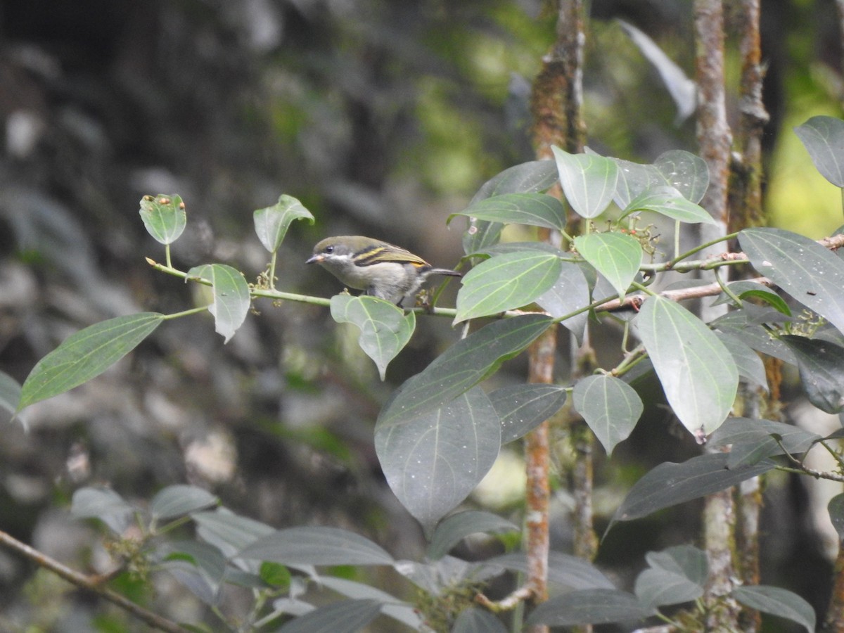 Moustached Tinkerbird - Monte Neate-Clegg