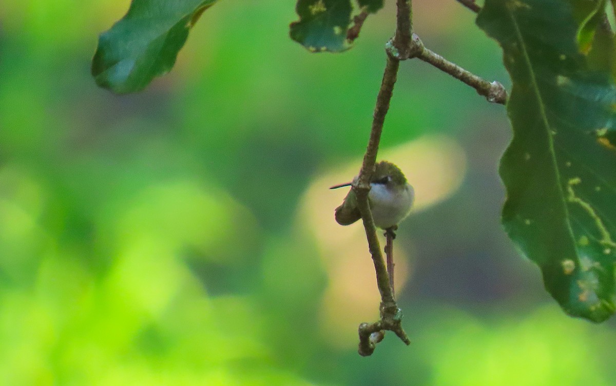 Ruby-throated Hummingbird - ML180495831