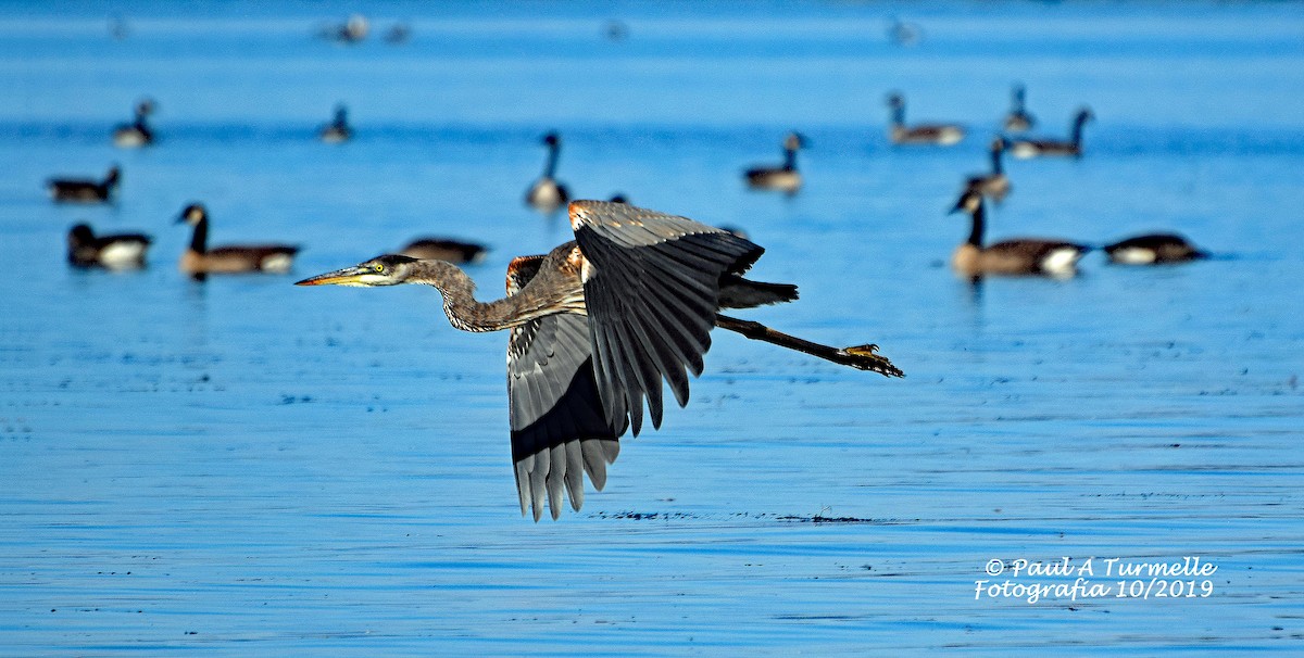 Garza Azulada - ML180496241