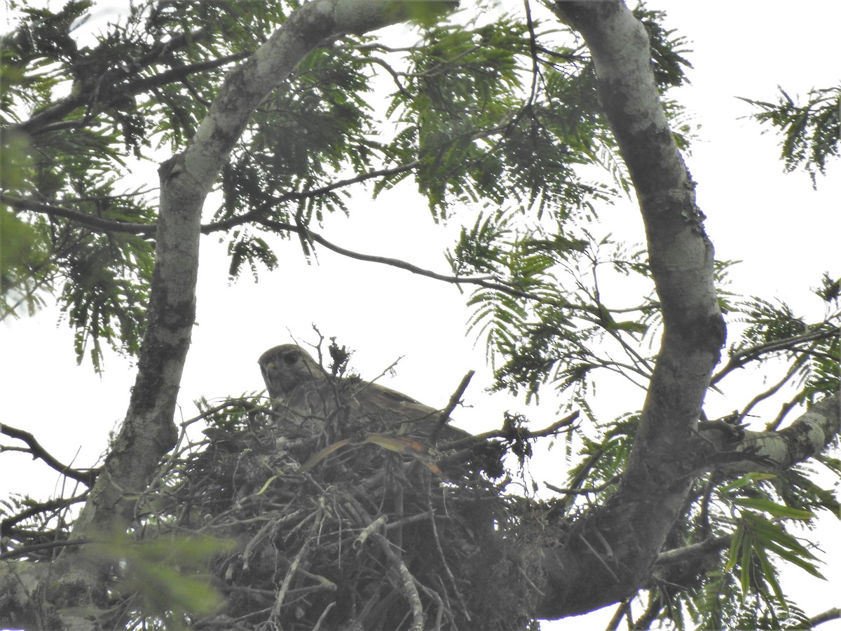 Mountain Buzzard - ML180497531