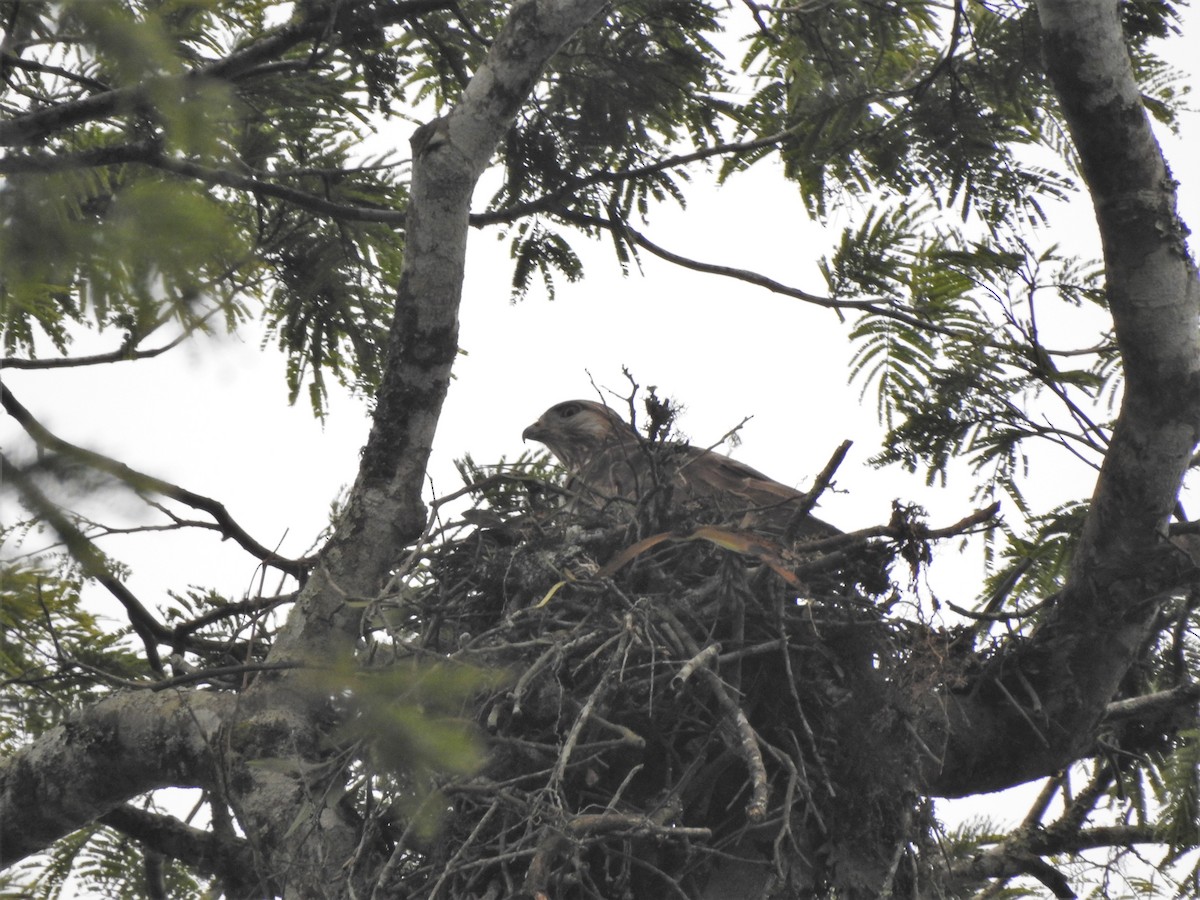 Mountain Buzzard - ML180497541