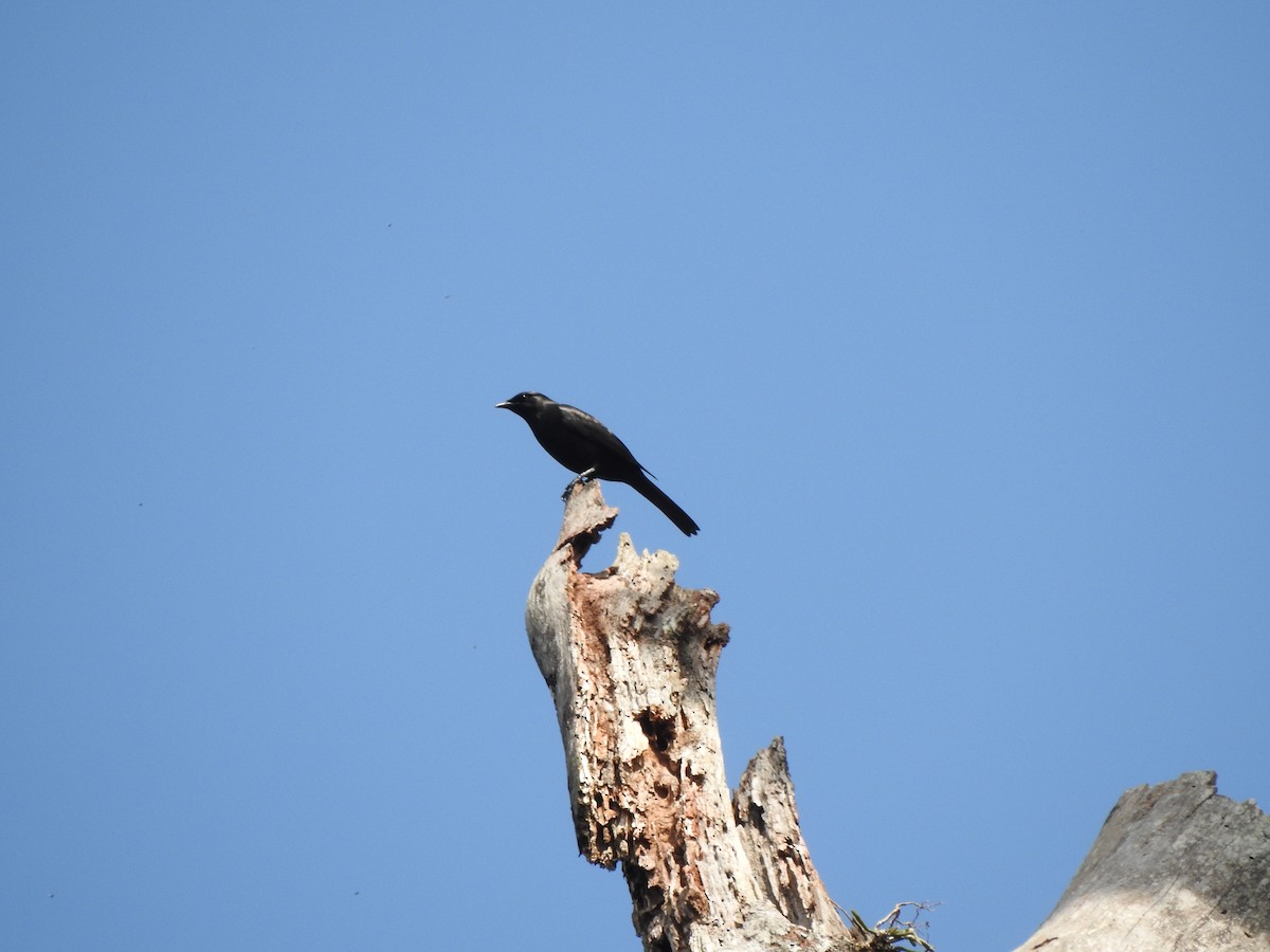 Kenrick's Starling - ML180497711