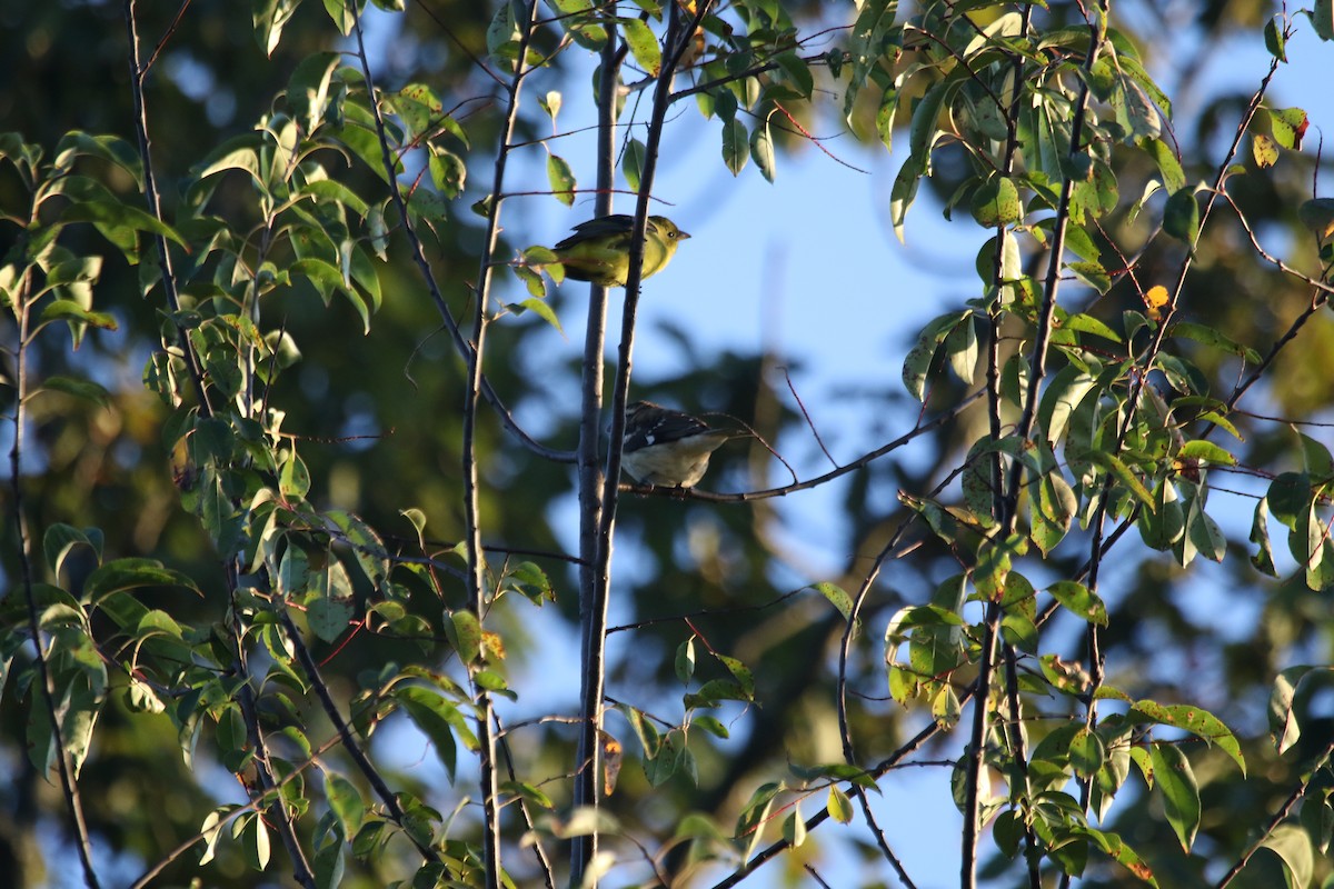 Rose-breasted Grosbeak - ML180497971