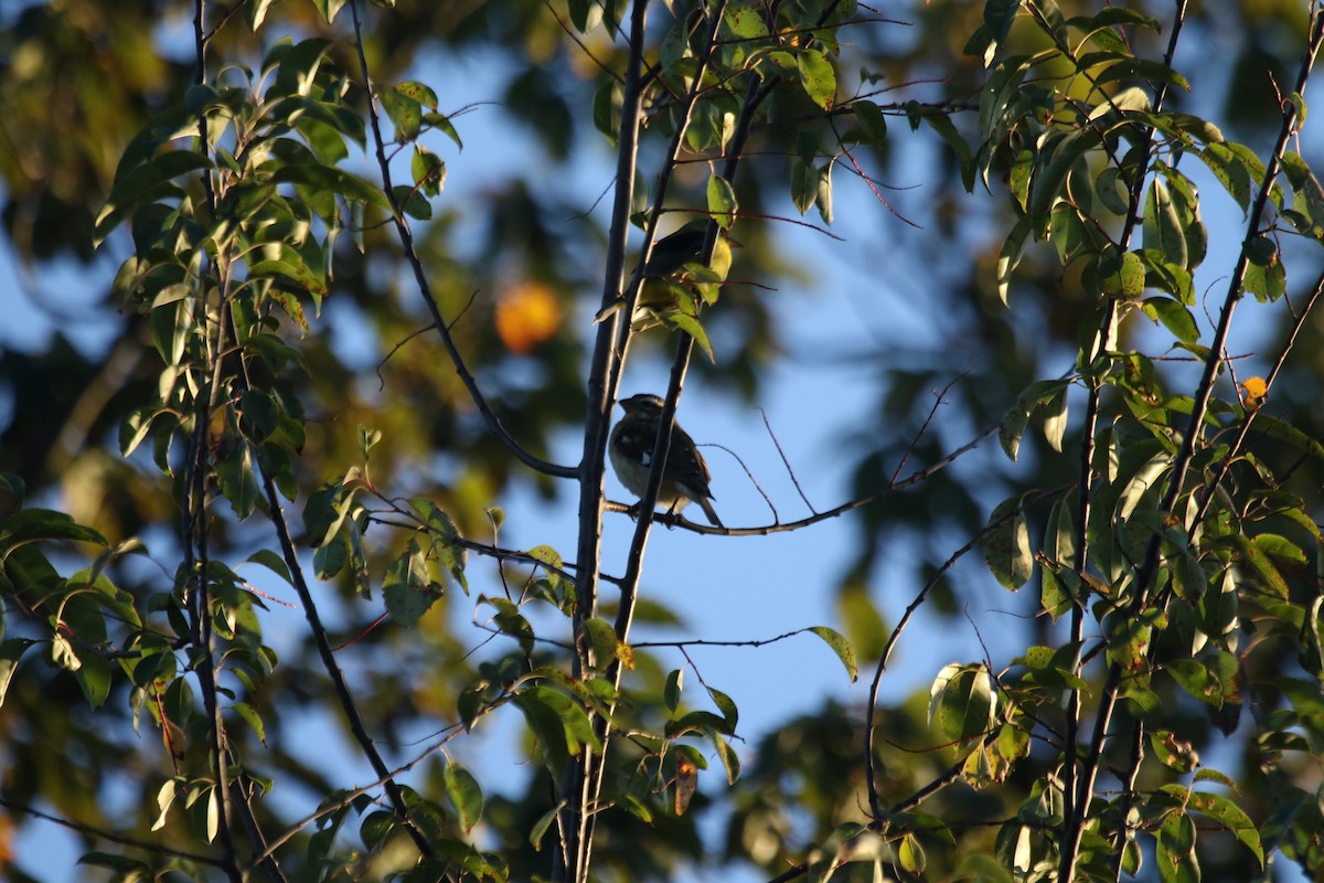 Rose-breasted Grosbeak - ML180497981