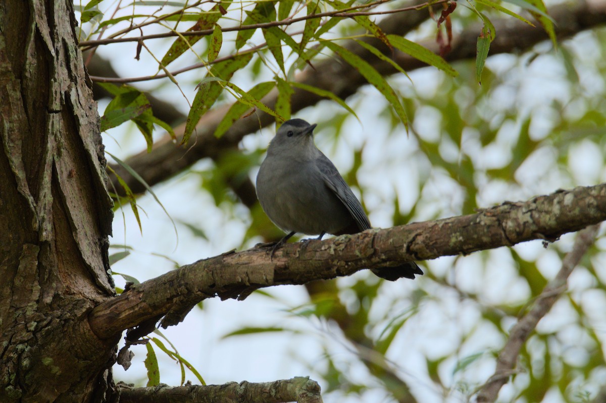 Pájaro Gato Gris - ML180498361