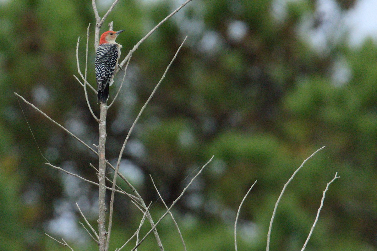 Red-bellied Woodpecker - ML180498431