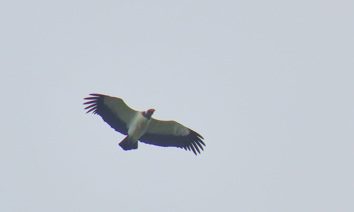 King Vulture - ML180499091