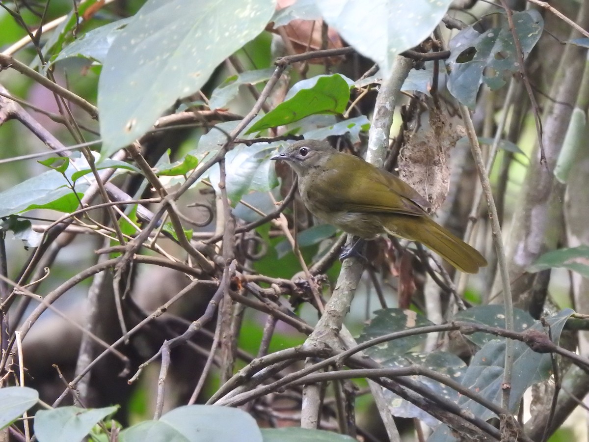 Shelley's Greenbul (Shelley's) - Monte Neate-Clegg