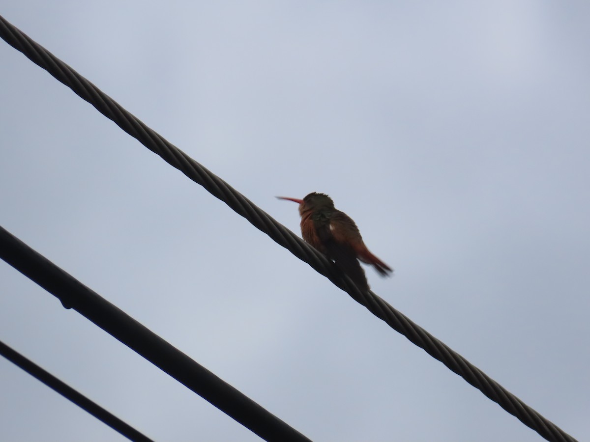 kolibřík ryšavý - ML180499871