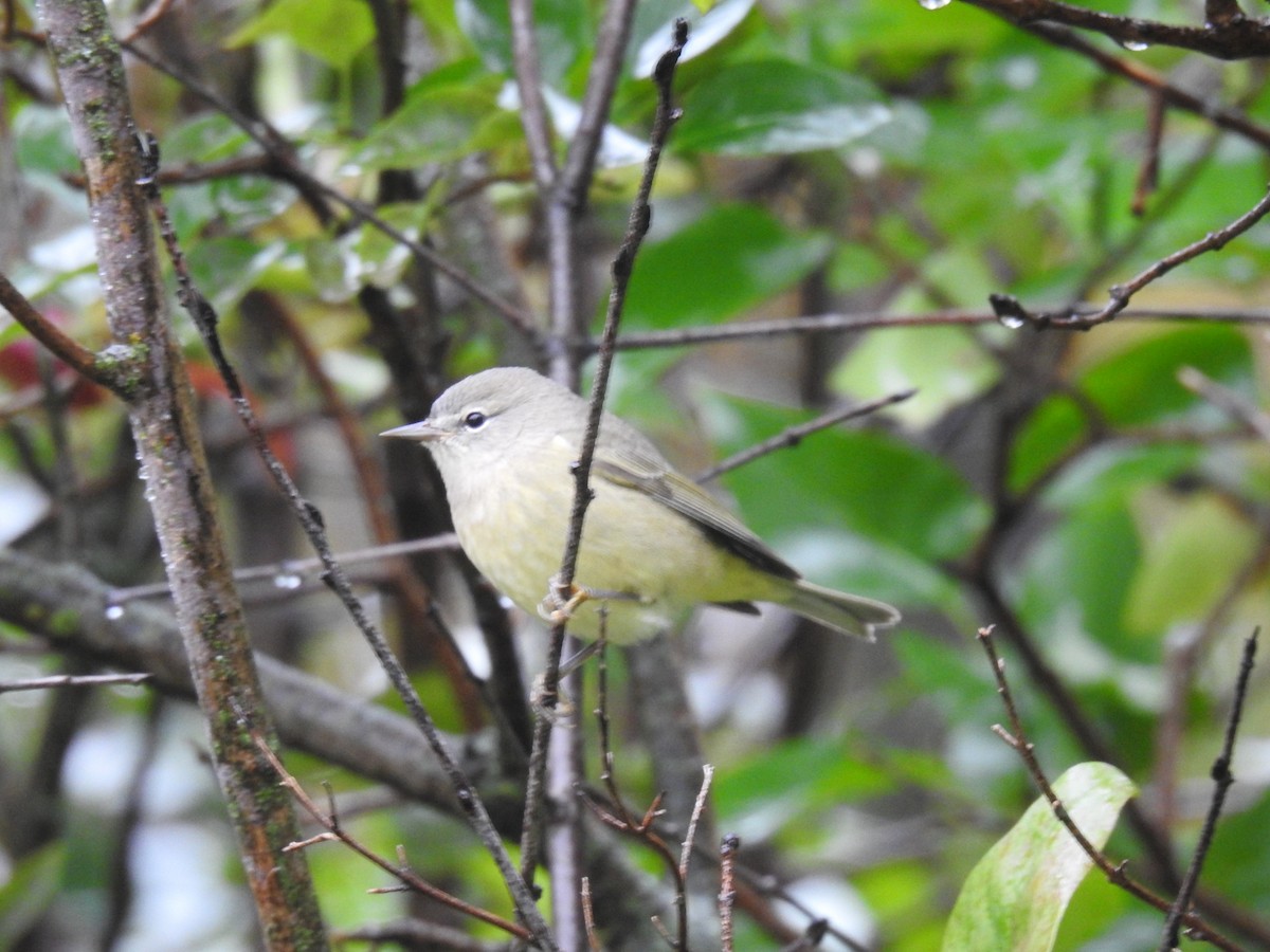 Orange-crowned Warbler - ML180500531