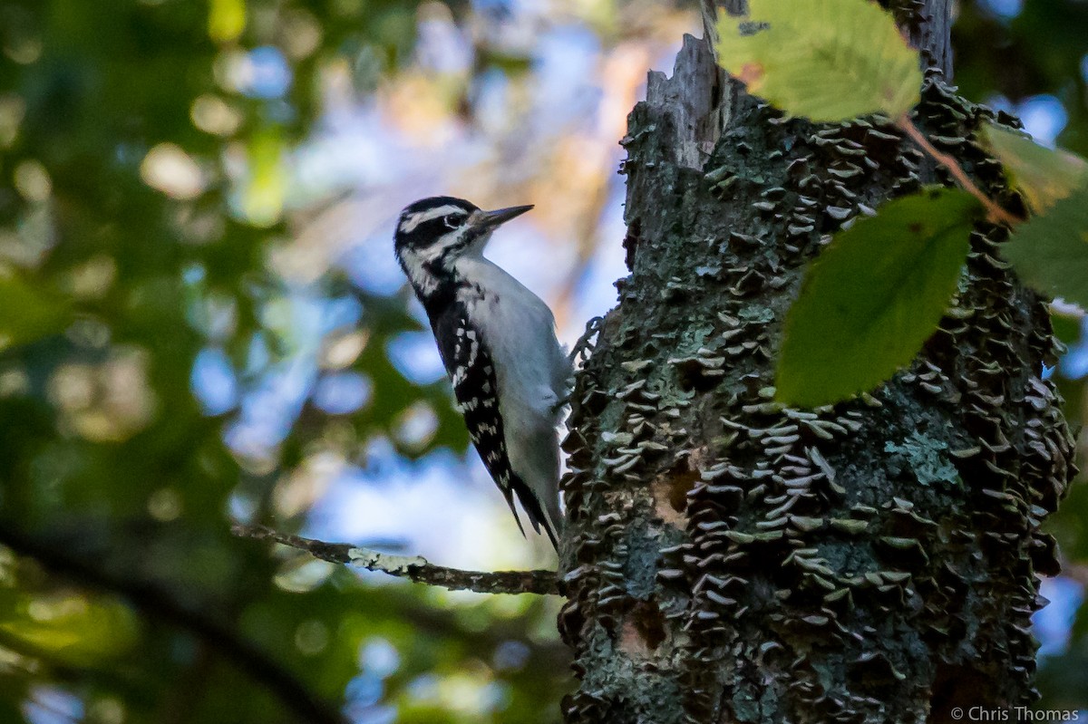 Hairy Woodpecker - ML180503121