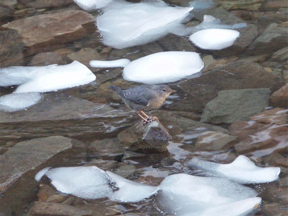 American Dipper - ML180504111