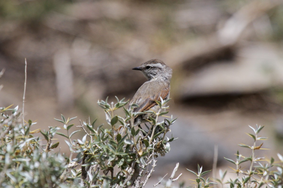 Plain-mantled Tit-Spinetail (aegithaloides) - ML180504411