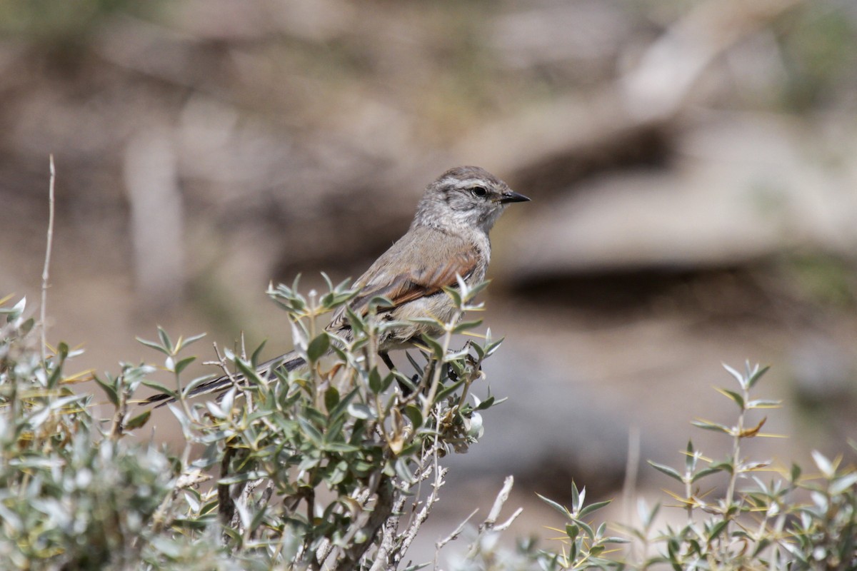 Plain-mantled Tit-Spinetail (aegithaloides) - ML180504441