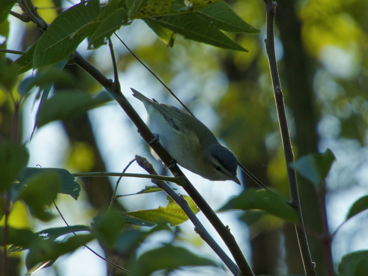 Red-eyed Vireo - ML180506581