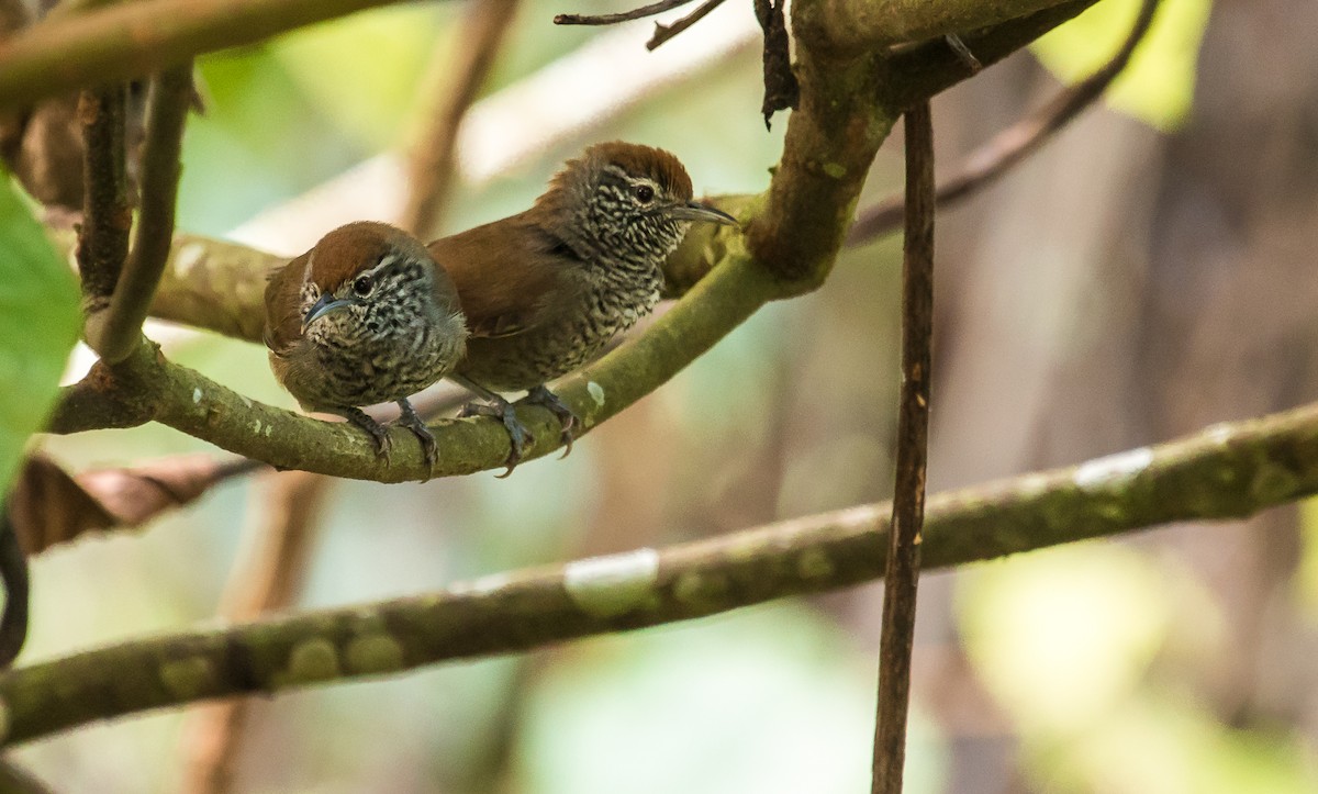Speckle-breasted Wren - ML180507021