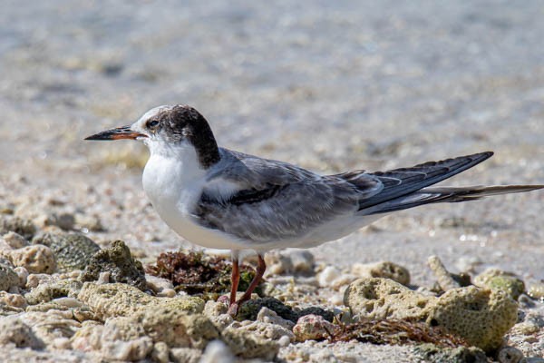 Common Tern - Pascal Delrieu