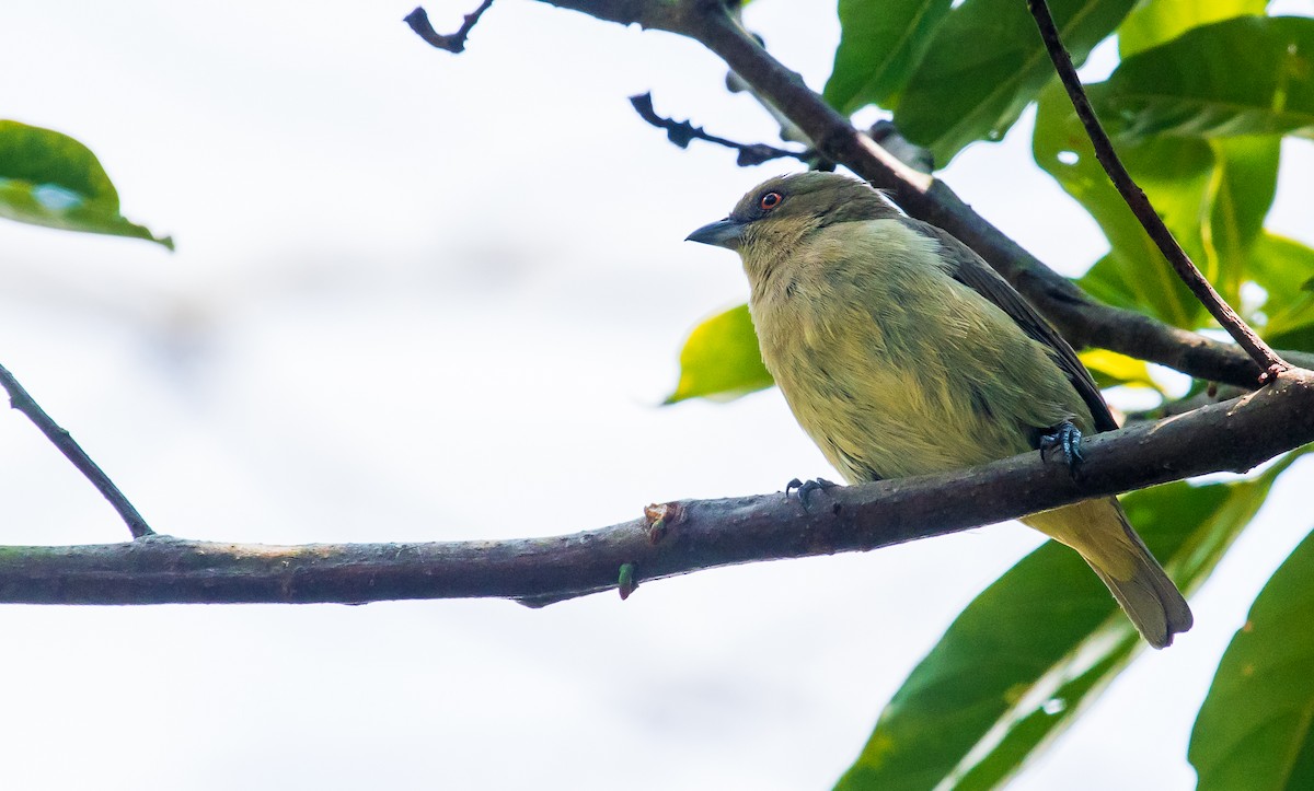 Turquoise Dacnis - ML180507161