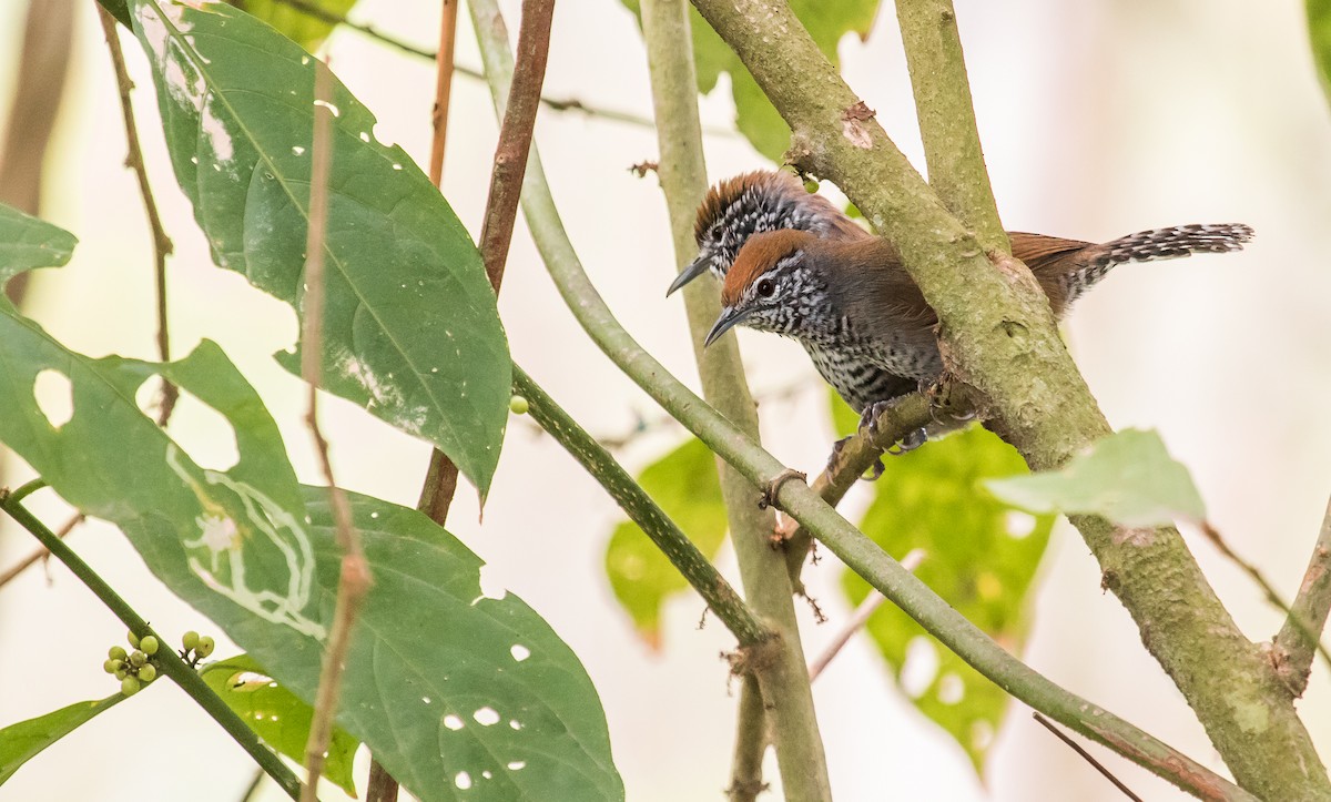 Speckle-breasted Wren - David Monroy Rengifo