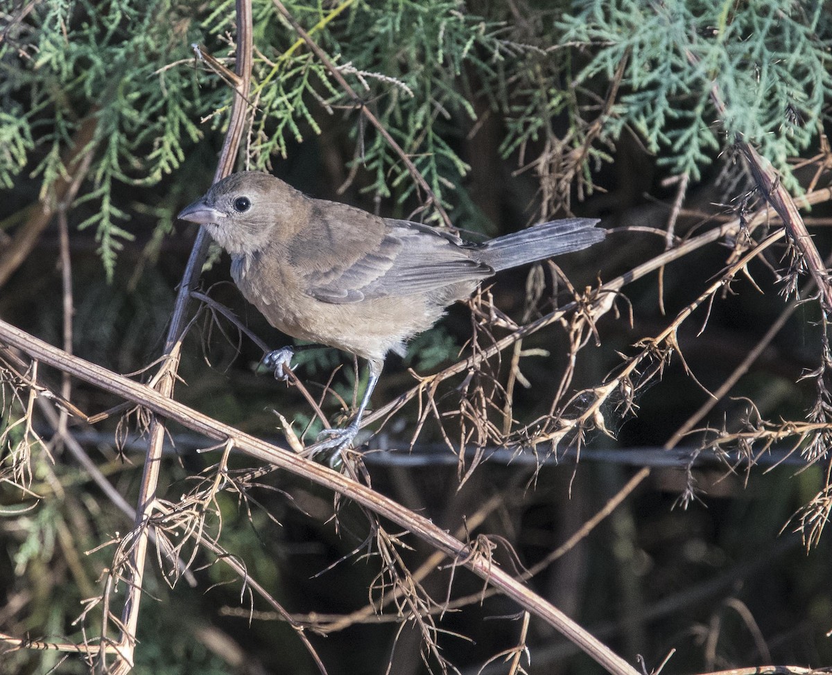 Varied Bunting - ML180508711