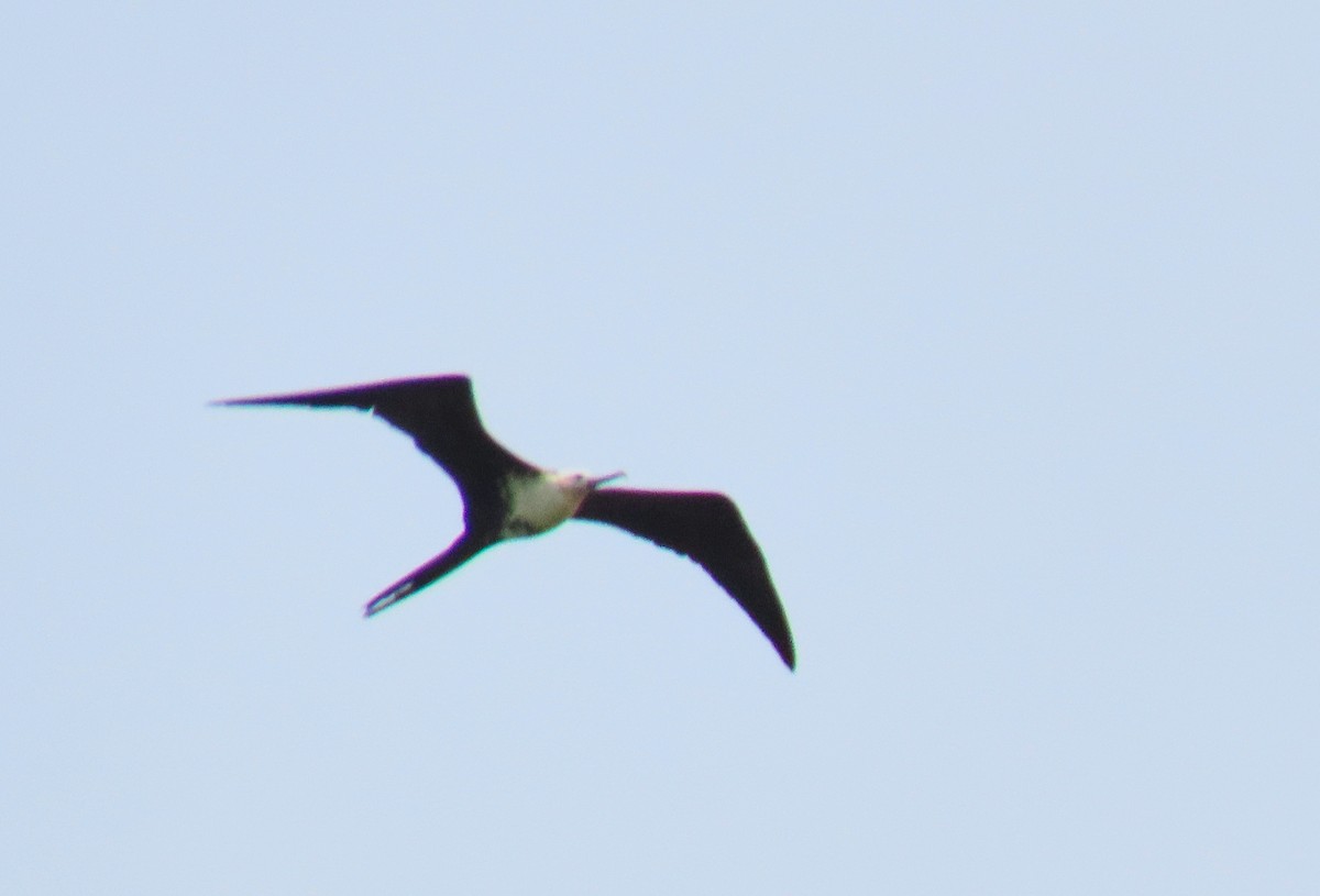 Magnificent Frigatebird - ML180509031