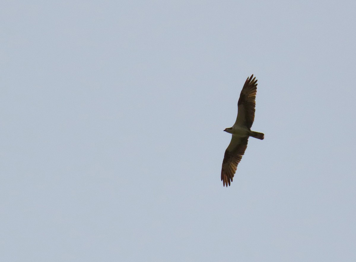 Águila Pescadora - ML180509421