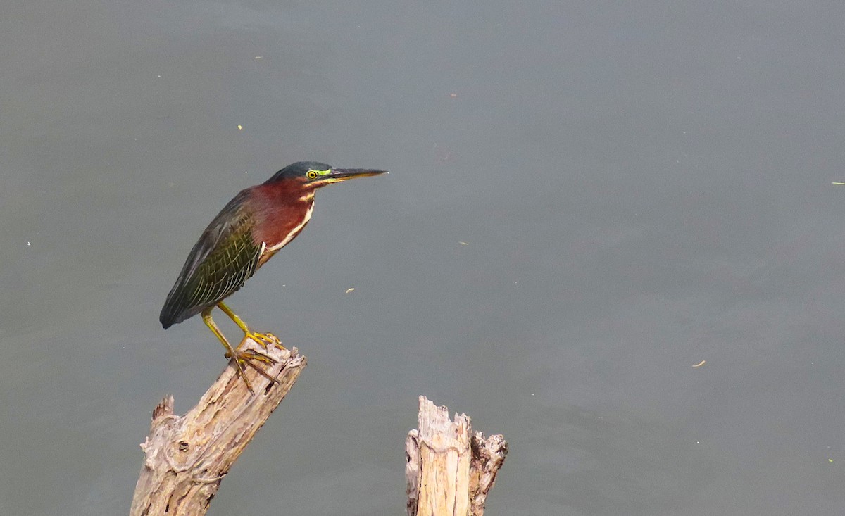 Green Heron - ML180509461