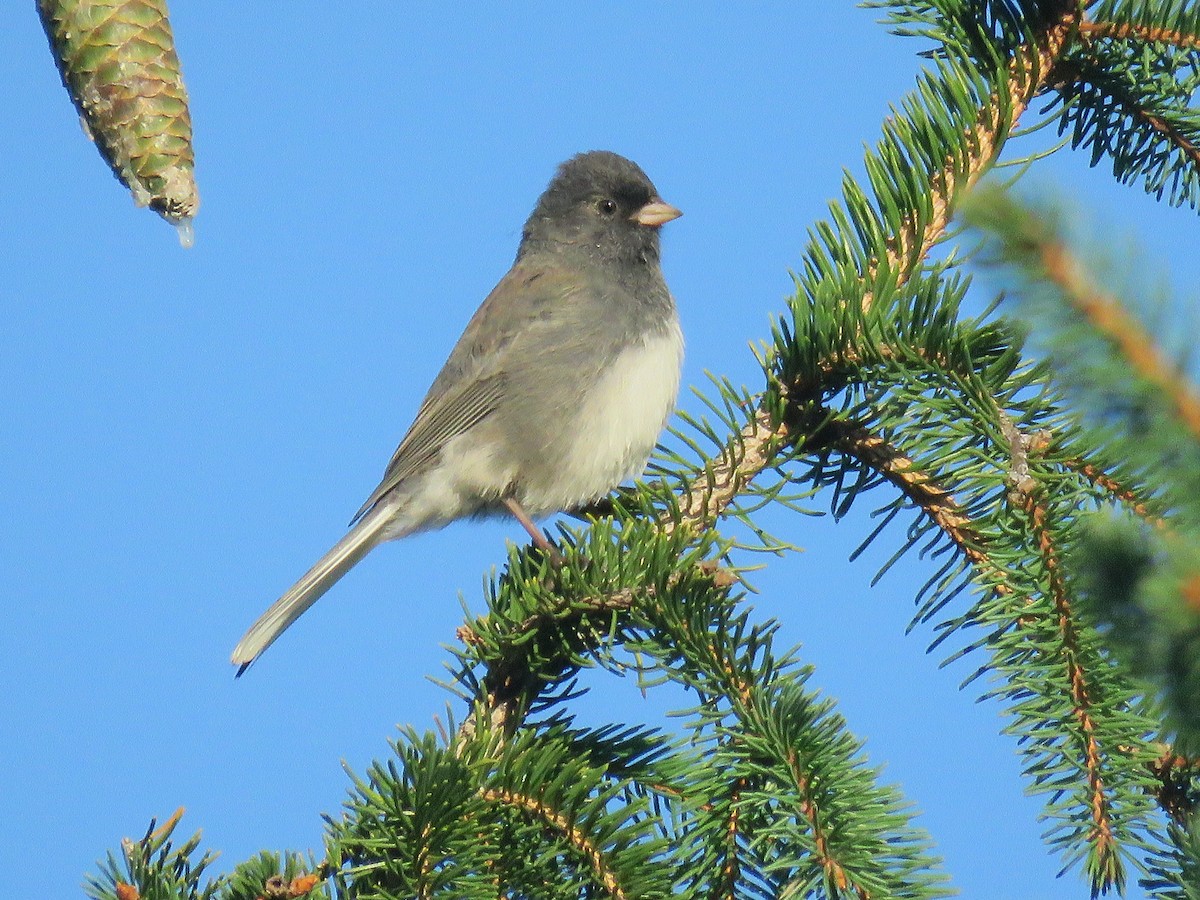 Dark-eyed Junco - George Levtchouk