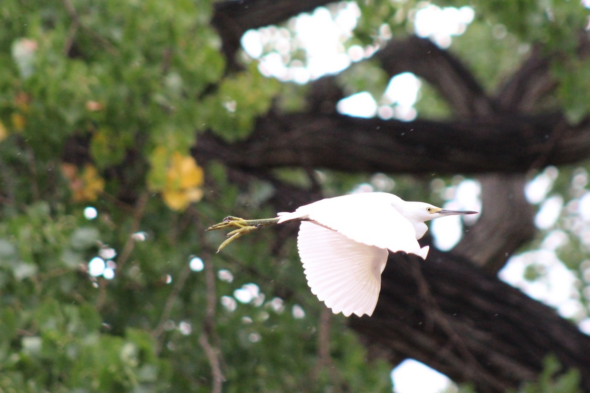 Snowy Egret - ML180515251